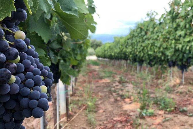 Frascati Day Tour: Road from Rome with Wine Tasting & Lunch - Free time after lunch, buy wine and soak up the views