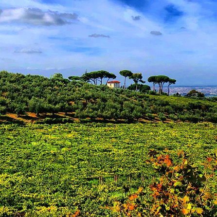 Frascati Wine Tasting Tour: The Flavors of the Roman Countryside - Walking Frascati Centro Storico with a local guide