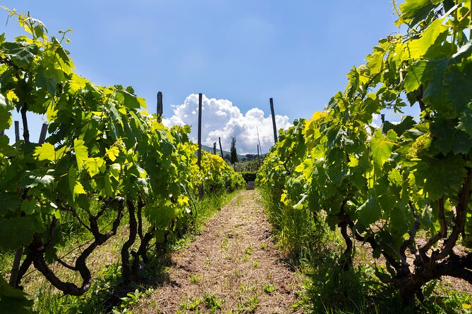 Guided Wine Tasting Experience in a Roman Vineyard - Quick hits before you go