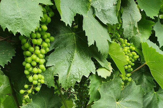 Guided Wine Tasting Experience in a Roman Vineyard - Who this tour fits best