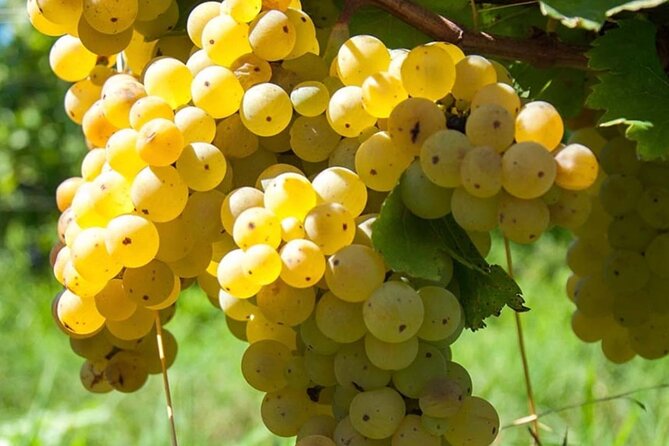Guided Wine Tasting Experience in a Roman Vineyard - Meeting the farmhouse team at Old Frascati Farmhouse