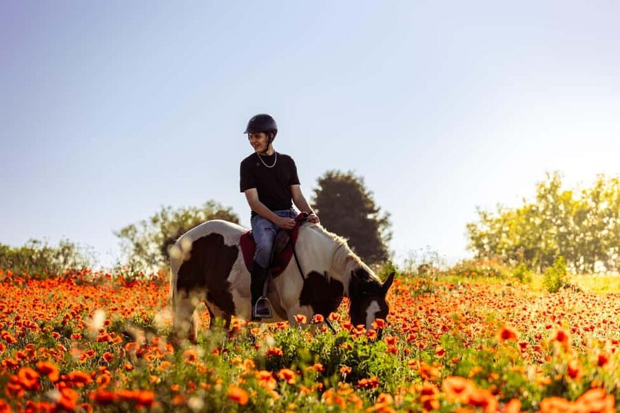 Horse Sanctuary in Rome - How the horse sanctuary experience changes your Rome day