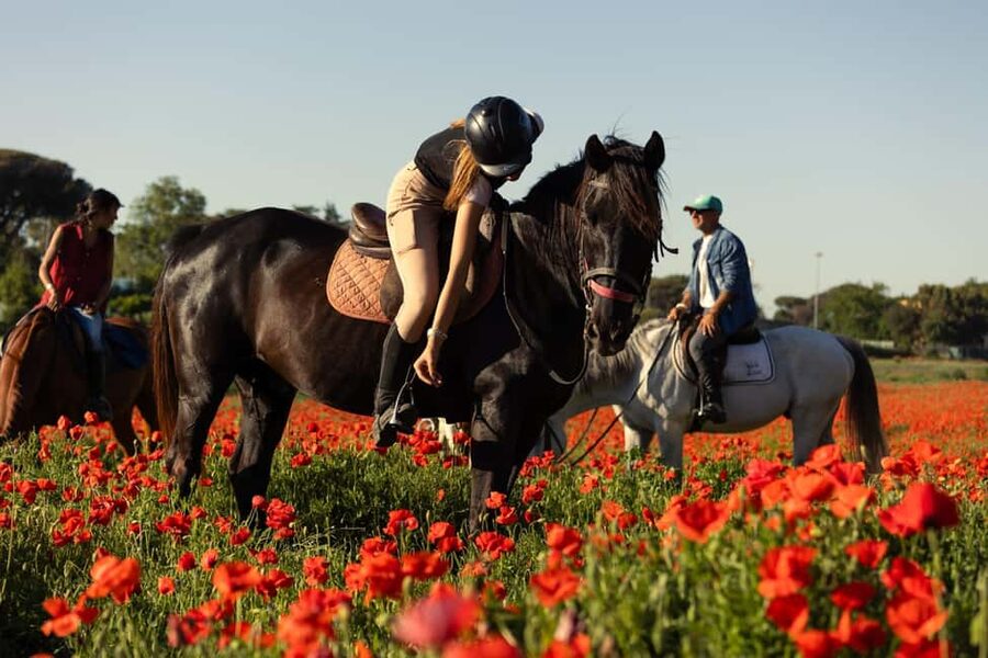 Horse Sanctuary in Rome - The ranch start: meet, groom, and feed rescued horses