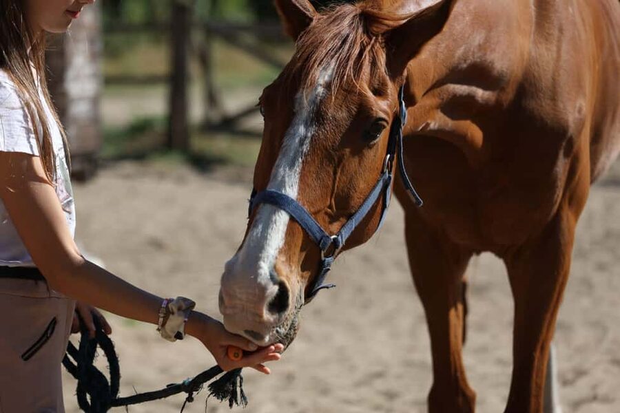 Horse Sanctuary in Rome - Ancient Roman ruins on horseback: history you can feel