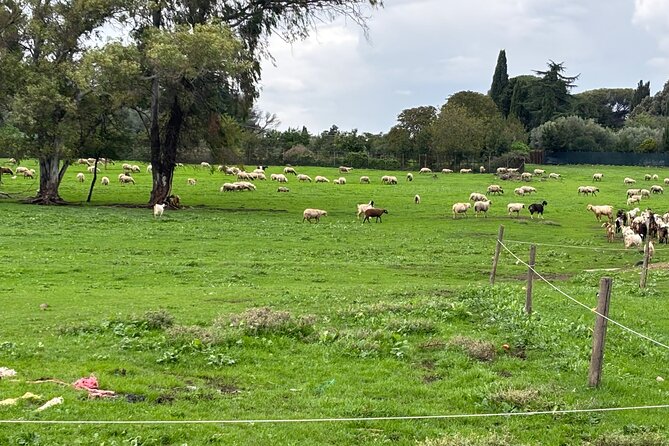 Private E-bike tour of Appian way, Aqueduct & catacombs with food - Why the Appian Way works so well on an e-bike