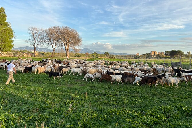 Private E-bike tour of Appian way, Aqueduct & catacombs with food - Villa dei Quintili and Santa Maria Nova: views and mosaics without the crowds