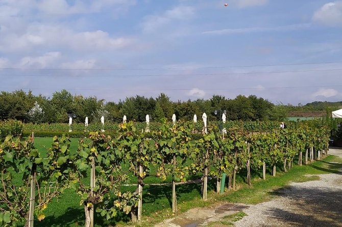 Siena and San Gimignano from Rome: Wine Tasting Tour in Tuscany - Walking pace and what to pack for Siena hills