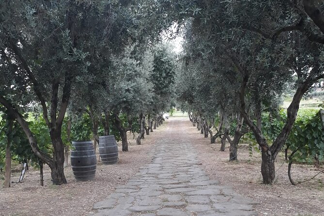 Wine Tasting in Frascati from Rome - Ancient Rome to modern Italy, and why the stories matter